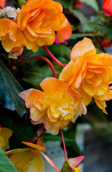 What Are Popular Begonia Types — Learn 10 Popular Ones