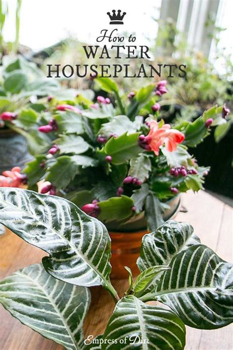 How do i water my plans if i'm out of town? How Often Should I Water My Houseplants? | Plants, Water ...