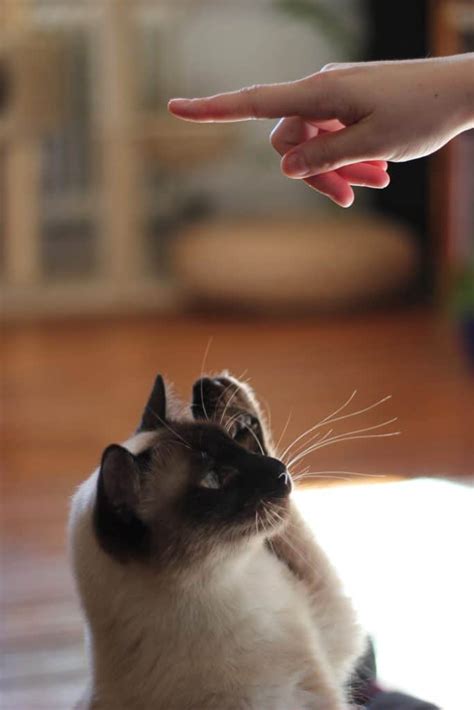 How To Teach Cats To Do Tricks