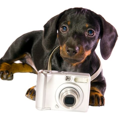 Dog Camera The 10 Best Pet Camera For Home Of 2020 Herepup