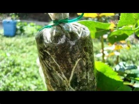 Promote healthy growth and larger yields with fertilizer from gardens alive®. Air Layering Fruit Trees Best Method make new plants f ...