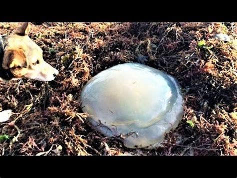 10 Most Mysterious Substances YouTube