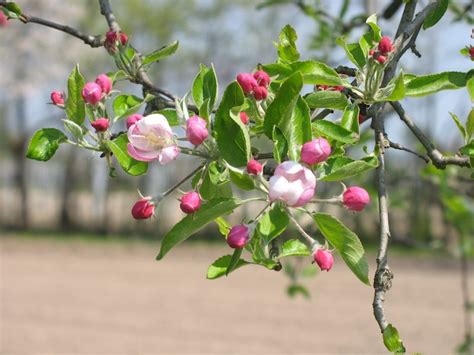 Giacinto d'acqua giglio eichhornia crassipes. Il frutteto: coltivare gli alberi da frutto - Giardinaggio ...
