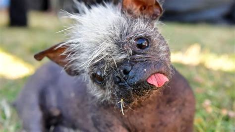 Worlds Ugliest Dog Crowned To Mr Happy Face With Mohawk And Wonky