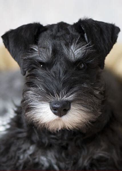 Black And Silver Miniature Schnauzer Puppies For Sale
