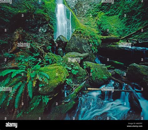Falls Creek Waterfall Mt Rainier National Park Washington State Usa