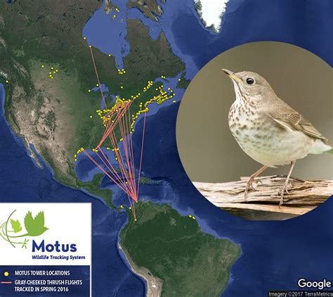 The New Migration Science All About Birds All About Birds