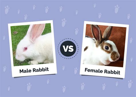 Male Vs Female Rabbit Differences Explained With Pictures Hepper