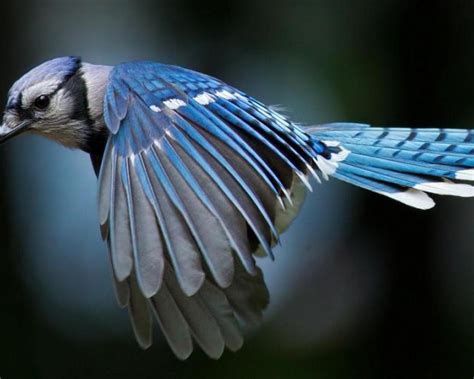 Free Download Blue Jay Wallpapers 1920x1080 For Your Desktop Mobile
