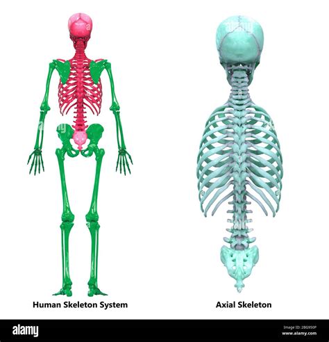 Human Skeleton System Axial Skeleton Anatomy Stock Photo Alamy