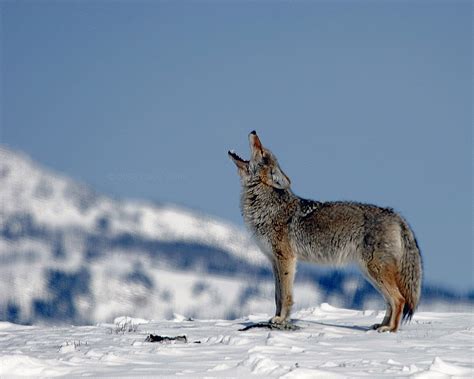 howling coyote yellowstone  coyote    sp flickr