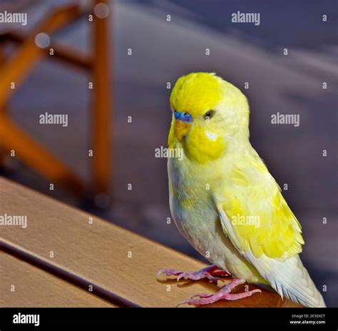 Lutino Budgie Hi Res Stock Photography And Images Alamy