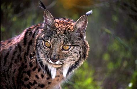 Lynx The Biggest Animals Kingdom