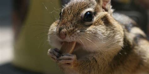 6 Chipmunks That Can Fit More In Their Cheeks Than You Can Fit In A
