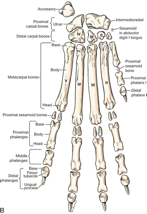 This article looks at the anatomy of the back, including bones, muscles, and nerves. Dog Paw Bones Anatomy