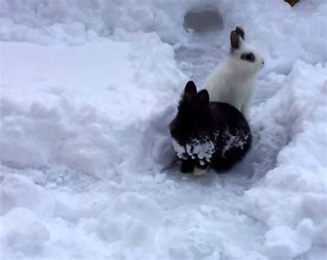 Let These 9 Snow Bunnies Explain Why Snow Days Are The Best Days The Dodo