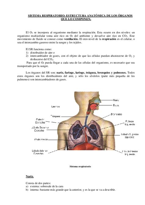 Pdf Sistema Respiratorio Estructura AnatÓmica De Los Órganos Que Lo