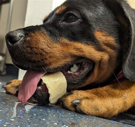 Puppy Rushed To Vet After Getting Bone Stuck In Jaw Owner Issues