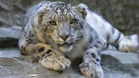 Snow Leopard Fact Sheet Blog Nature Pbs