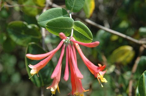 Flowers that attract hummingbirds can be the blooms of shrubs, perennials, trees and annuals. Pin by S Johnson on Zone 9 Tropicals | Pinterest