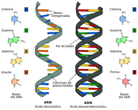 Composición Química De ácidos Nucleicos Escuelapedia Recursos
