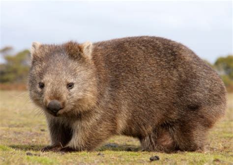 10 Weird And Wonderful Australian Animals