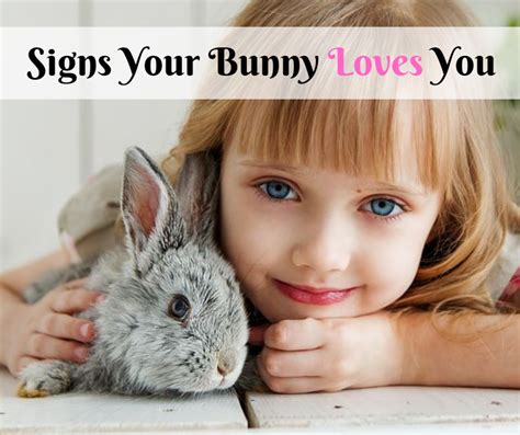 How To Entertain And Play With A Pet Rabbit Pethelpful
