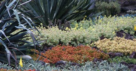 9 Best Drought Tolerant Ground Covers Lawn Care Blog Lawn Love