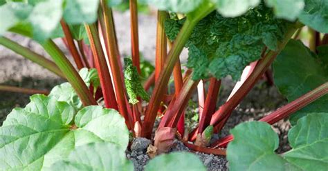 Heres How To Grow Rhubarb