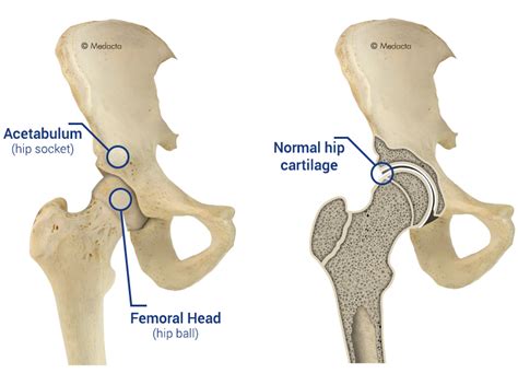 Anatomy Of Human Hip