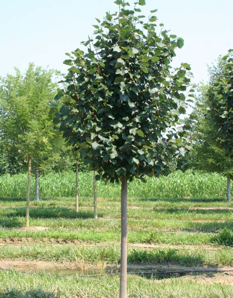 Tilia Cordata ‘greenspire Moon Nurseries