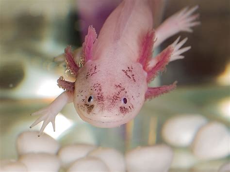 The Worlds Most Stunningly Pink Animals