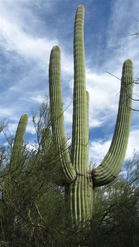 Free Images Cactus Desert Flower Usa Botany Arizona Loneliness