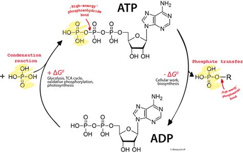 Atp Adenosín Trifosfato Qué Es Estructura Funciones Ciclo