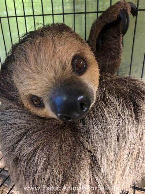 Should You Get A Sloth As A Pet Mudfooted