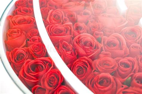 Light Red Roses Close Up For Background Stock Image Image Of