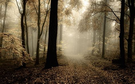 Nature Landscape Forest Mist Path Leaves Fall Morning Trees