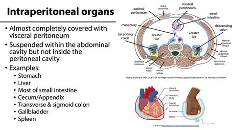 Retroperitoneal Organs