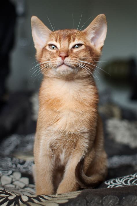 20 Best Photos Abyssinian Kittens For Sale Nyc Instincts Accolades