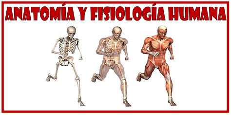 Anatomía Y Fisiología Humanas Optifutura