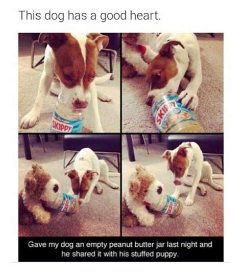 Awe Too Cute Funny Dog Memes Funny Pictures Cute Animals