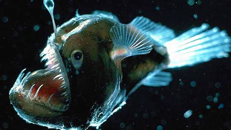 10 Scariest Fish In The Ocean The Canadian Channel