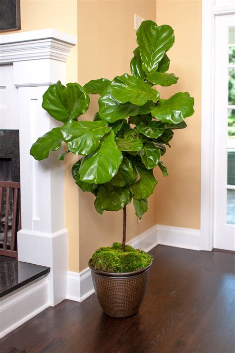 Full Size Fiddle Leaf Fig Tree Ficus Lyrata Plants For Sale Online