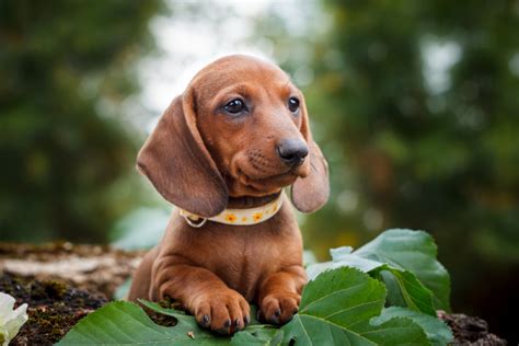 Top 10 Most Popular Dog Breeds In The Usa 2019 Top10hq