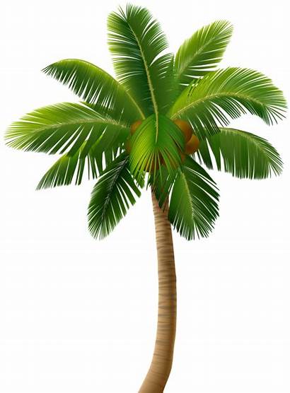 Palm Tree Clipart Clip Trees Transparent Banana