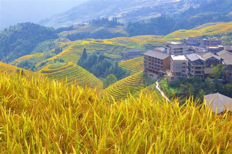 Longji Rice Terraces In Guangxi Province China Editorial Photography
