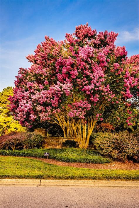 Drought Tolerant Trees For Zone 9 Learn About Zone 9 Trees With Low