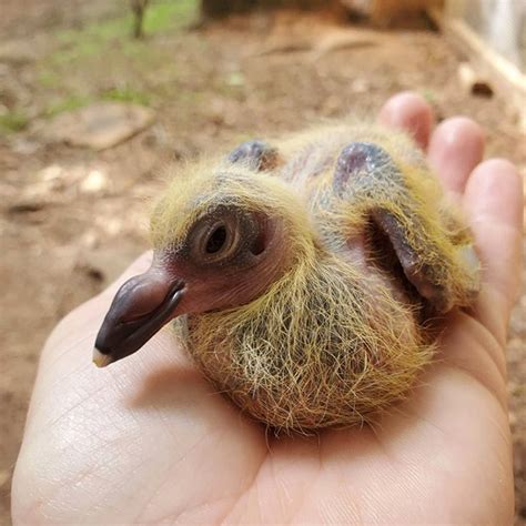 Why Do You Never See A Baby Pigeon Because Theyre Embarrassed Of