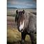Mitch Mcfarlane Photography Grey Fell Ponies