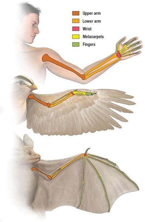 Bat Wings Have Evolved To Be Different Yet Similar To Other Species